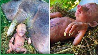 Farmer's Pig Gives Birth To Human Baby, He Takes A Closer Look And Starts Crying