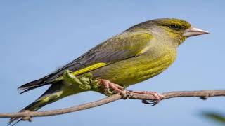 Verdun Greenfinch Singing Verdone Canto Verderon