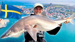 NOUS ATTAQUEONS 100 REQUINS EN SUÈDE !! 