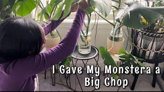 How I Split My Monstera Into Four Plants / JerseyWifeJerseyLife