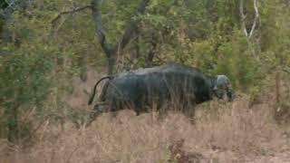 BUFFALO HUNTING IN AFRICA, TANZANIA WITH THE BEST!