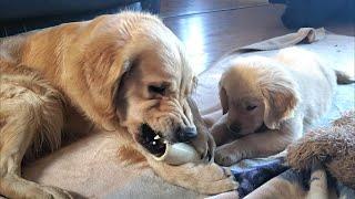 Golden Retriever Puppy Learns We Do Not Share Bones