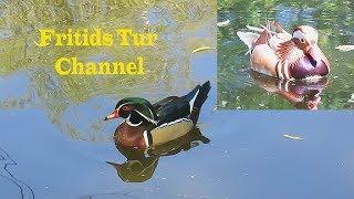 Bird sounds - Wood duck & Mandarin duck