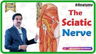 Sciatic Nerve Anatomy Animation - Course, Relations, Branches, Distribution & Clinical anatomy