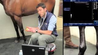 IMV imaging Ultrasonography of the Distal Limb video 10 - The suspensory branches