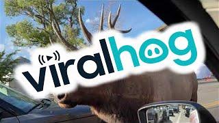 Massive Bull Elk Causes Traffic Jam in Estes Park || ViralHog
