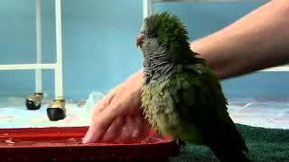 Miracle the Quaker Parrot Takes a Bath