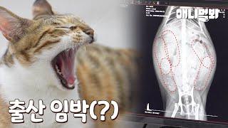 아니;; 애기가 애기를 낳네요. 미용실 고양이  애기의 사연은? ㅣBaby Is Giving Birth To Babies?! Hair Salon Cat’s Story