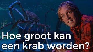 Hoe groot kan een krab worden? | Het Klokhuis