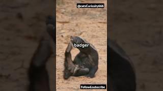 Hints on The Fearless Honey Badger: Nature's Toughest Warrior#facts#wildlife#animals#africananimals