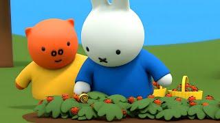 Snail in the Strawberry Patch | Miffy | Full Episodes