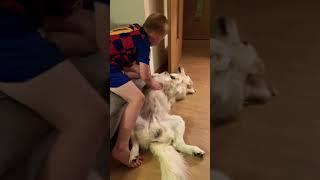 Sonny the Golden Retriever Loves a Belly Rub #shorts