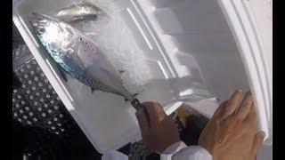 Makana Kai, how to properly bleed your small tuna, kawakawa fishing, waianae, oahu, hawaii