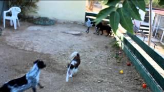 Welpenspielplatz auf Aegina