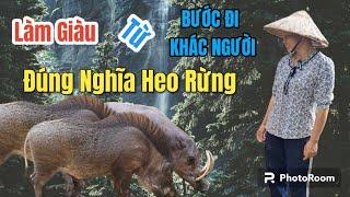 Làm Giàu Nhờ Nuôi Heo Rừng "Đúng Nghĩa" Trong Rừng | Khởi Nghiệp TV