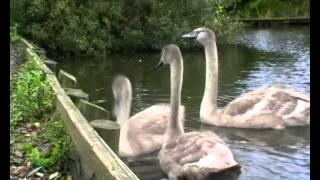 Reddish Vale Country Park Autumn