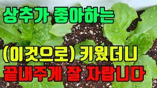 상추가 좋아하는 이것으로 화분 상추 키우기