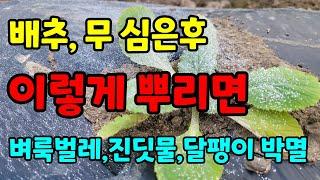 김장배추 이것만 뿌려줘도 벼룩잎벌레 예방  / 벼록잎벌레 퇴치