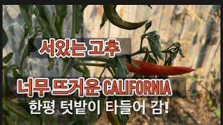 고추가 왜 서있는 건지 망해 버린 내 한평 텃밭  / California 너무 뜨거운 날씨에 식물들이 살수가 없어요!