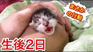 生後２日の赤ちゃん子猫がまさかの行動に...【保護猫】