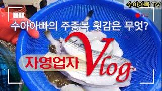 [수산시장 자영업자 브이로그] 수아아빠의 주종목 횟감은 과연 무엇일까요? How to fillet Mullet, Fool fish, Flounder  [수아아빠TV]