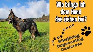 Bikejöring, Dogscooting, Canicross wie bringe ich dem Hund das "ziehen" bei? Ein DSH im training