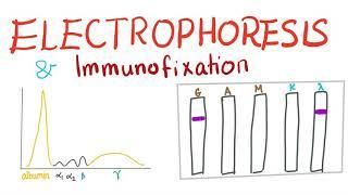 Electrophoresis, Immunoelectrophoresis and Immunofixation