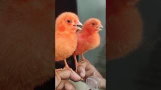 Wow cutie colour chicken video | hen  baby cutie sound | mugi ke chuze ke awaz #birds #wildlife