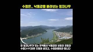 수정역명은..낙동강이 보이는 언덕에 정자나무가 있어 붙여진 지명입니다