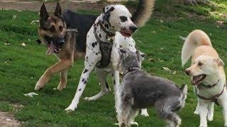 German Shepherd Protects Schnauzer from a Dalmatian