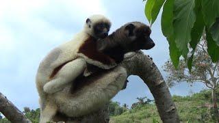 Madagascar 2022 - Jeep after the island Nosy Be