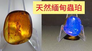 天然緬甸琥珀 #蟲珀 #Amber #琥珀 白堊紀 時空膠囊 #山奇藝術