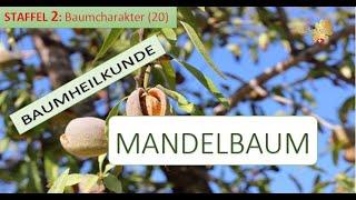 Der MANDELBAUM in der Baumheilkunde - Doris Richter