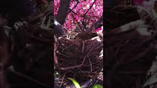 AMERICAN ROBIN BLUE EGGS #maulayasalliwasallimstatus #creighton #spring #nature #Nebraska #blossom