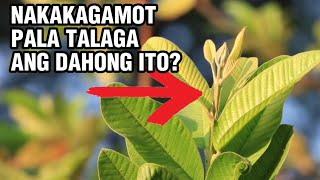 Ganito pala katindi ang dahon ng bayabas,paano nga ba ito nakakagamot