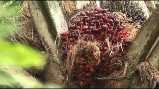 Oil Palm Tree