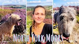 Exploring North York Moors: Solo Female House Sitting Adventure - from Dogs to Dales 