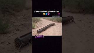#comedy #funny #gand#ka#kida मेरे दोस्त का गांड़ का कीड़ा 