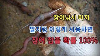 장어낚시 미끼 말지렁이 이렇게 꿰면 장어 잡을 확률이 높아진다