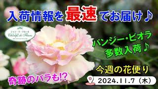 今週の花便り #106【2024.11.7】 パンジー・ビオラ多数入荷　奇跡のバラも!?【入荷情報を最速でお届け!!】