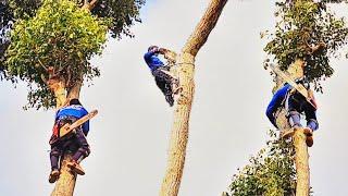 Cưa những cây Sao siêu cao gần nhà / Sawing many Super tall Star trees near the house | T888