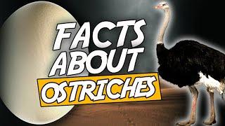 Top 10 Facts About Ostriches Which Are Weird