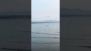 海鸥是很坚强勇敢的一种动物 欣赏它们与人共处的瞬间