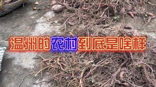 揭秘：温州的农村到底是什么样？温州并不是人均收入百万，炒房团那是很久前的传说了