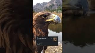 Golden Eagle vs Harpy Eagle By Wild Battles