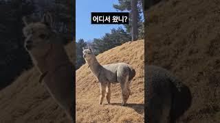 #귀여운#알파카#alpaca 