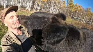 Становись медведи на прогулку.