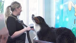 Bath Day at Furever Clean Dog Wash