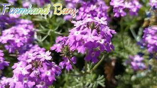 Glandularia bipinnatifida | Dakota mock vervain, Verbana [ FarmHand Bans]