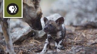 African Wild Dog Mom Needs a Break from Pups